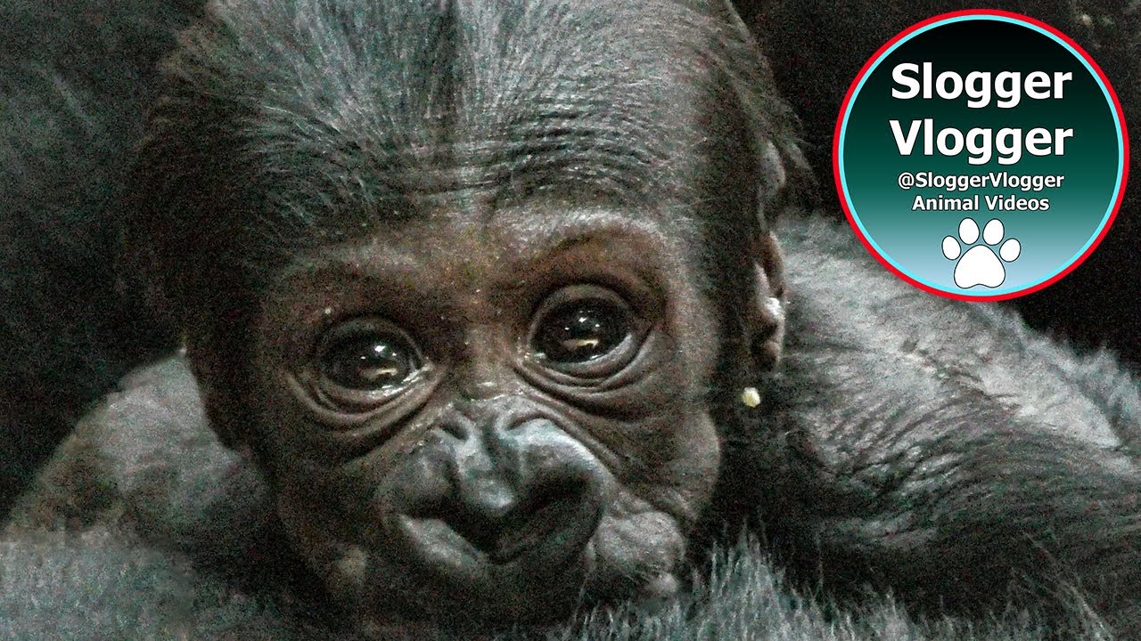 Up Close with Prague's Zoo Baby Gorilla YouTube