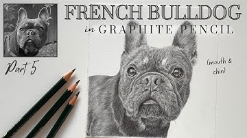 How to Draw a French Bulldog in Graphite Pencil - pt 5 - Short Fur | Real Time Tutorial