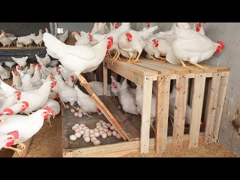 Process henhouse, Diy making Chicken egg nesting boxes from pallet | Chicken Farm