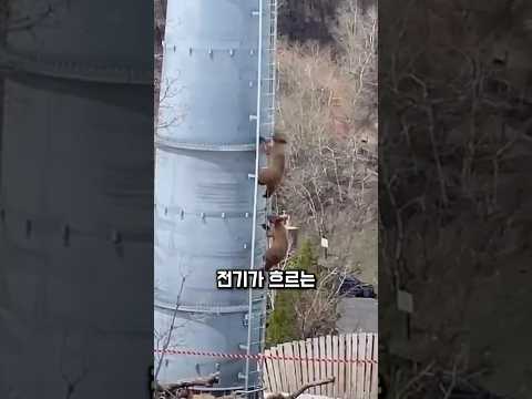 송전탑 오르던 새끼곰, 갑자기 멈췄습니다