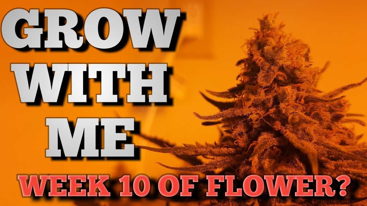 Grow With Me|Week 10 of Flower Patience is Key