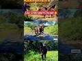Cheki Huyu Nyoka Alivyo Mmeza Ng Ombe Shorts Youtubeshorts Trending Comedy Nyoka 