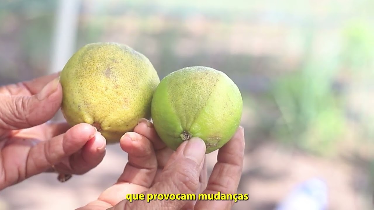 Webdocumentário completo