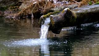 Mountain Stream and Birds sing - Relaxing video sound, soothing music! 10 Hours!