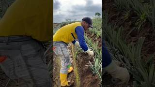 𝘼𝙨í 𝙥𝙡𝙖𝙣𝙩𝙖𝙢𝙤𝙨 𝙡𝙖 𝙥𝙞ñ𝙖 Ña Ñoamericano