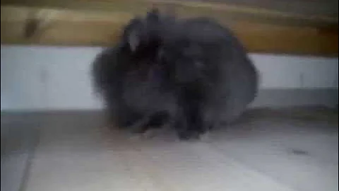 kaninunge kollar in rummet