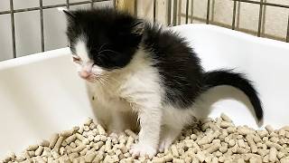 【保護2日目】踏ん張りながら寝てしまった子猫