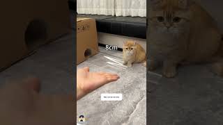 Mèo hay là chất lỏng? 🧪😂