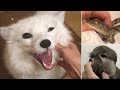 Otter Pet, Baby Crocodile Sound, Laughing Fox and Bat Sounds