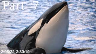 Orca/Horse MEP
*Read all of the description*
I got this idea from BreakingxFree, she had a MEP up like this on her old channel but it didnt seem like it was going to be finished. I loved the idea though, and so I decided to take the idea and use my own song to create a similar MEP.
The idea of this MEP is that its a horse MEP and a killer whale MEP. Theres a very large community of people who edit horse videos, and an equally as large community of people who edit killer whale videos. I figured a MEP like this could be a fun way to bring both communities together!
Being a horseback rider myself, and an aspiring killer whale trainer, I pretty much have a foot in both worlds, and so figured this could be a really fun MEP for me to host! There are 10 parts total, 5 horse parts and 5 killer whale parts, with each part being roughly 20 seconds long.
The rules are listed below:
1. You can use any clips youd like, but I would love it if you could use clips of you and the animal youre doing if thats possible! (So clips of you riding, interacting with killer whales, exc)
2. One part per person
3. Please make your part 2 seconds longer in the beginning and the end to make it easier for me to edit
4. Please upload your part in HD
5. Keep the parts simple and classy if you can. Simple overlays are ok, but no super flashy effects, or effects that distort the clip too much (If youre not sure what this means, ask me and Ill provide some examples!)
6. PM me or comment here if you have any questions!
Now for the parts:
1. littlewolflover
2. Keiko Ocean
3. starkidorca
4. Believe13at
5. shamurocks111
6. Fly Like Pegasus
7. TheYassi1
8.
9. BlizzardTheWolf1
10.
End: Mine
Parts 1, 3, 5, 7, and 9 are killer whale parts; parts 2, 4, 6, 8, and 10 are horse parts.
All photos are my own, please do not use or distribute them without my permission! Orca/Horse MEP