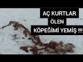 GÜZEL KAR YAĞIYORDU NEŞEMİZ YERİNDEYDİ BİR GÜN SONRA HERŞEY TERSİNE DÖNDÜ