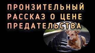 Грустная История. Эдуард Асадов - Стихи О Рыжей Дворняге