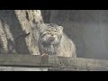 Манул Тимоша / Manul Timosha