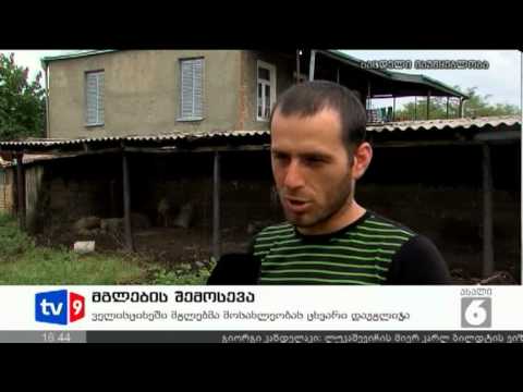 ახალი 6 | მგლების შემოსევა | 12.09.12