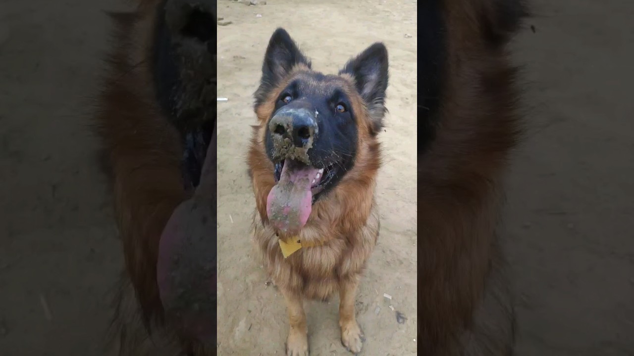 dog eats mud|dog eats dung|dog मिट्टी और गोबर खाता है 