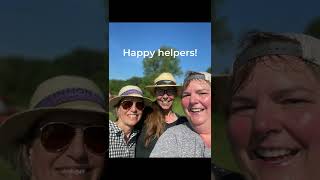 Lynn gets a message from Topsy Farms to help out with a sheep drive!