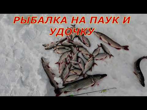 Рыбалка на паук, паук еле пролез в лунку. Щука гнёт удочку в дугу.