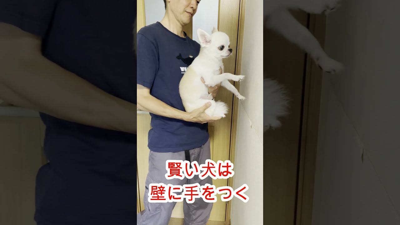 賢い犬は壁に手をつく 人間の場合は 壁チャレンジ Shorts Youtube 賢い犬は壁に手をつく 人間の場合は 壁チャレンジ Shorts Youtube