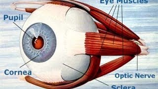 Evolution of the Eye: Its Impossible Pt. 3