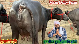 20 लीटर दूध की ख़रीदे झोटी ✅ सिर्फ़ 48,000 से शुरू दाम 🏆 Buffalo For Sale 😱Maan Dairy Farm 🎉#animals