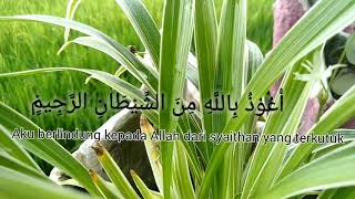 Story Wa | Mengaji Surah Ar-Rahman