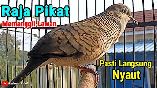 Perkutut Lokal Gacor Suara Kung Besar Pancingan Burung Perkutut Agar Cepat Bunyi Gacor Paling Ampuh 