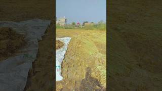Aaj khet pr hoon main #punjabisong #youtubeshorts #ytshorts #monkey #farming #tractor #vscofilter
