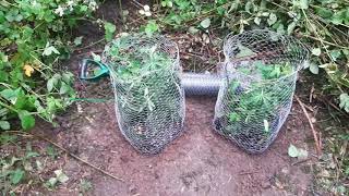 My UK outdoor grow season part 1 2019....