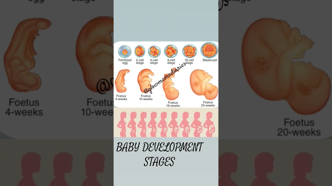 Baby development stages