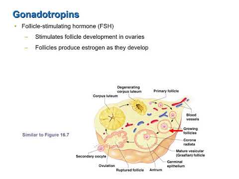Video: Gonadotropin - Anmeldelser, Applikasjon, Instruksjoner