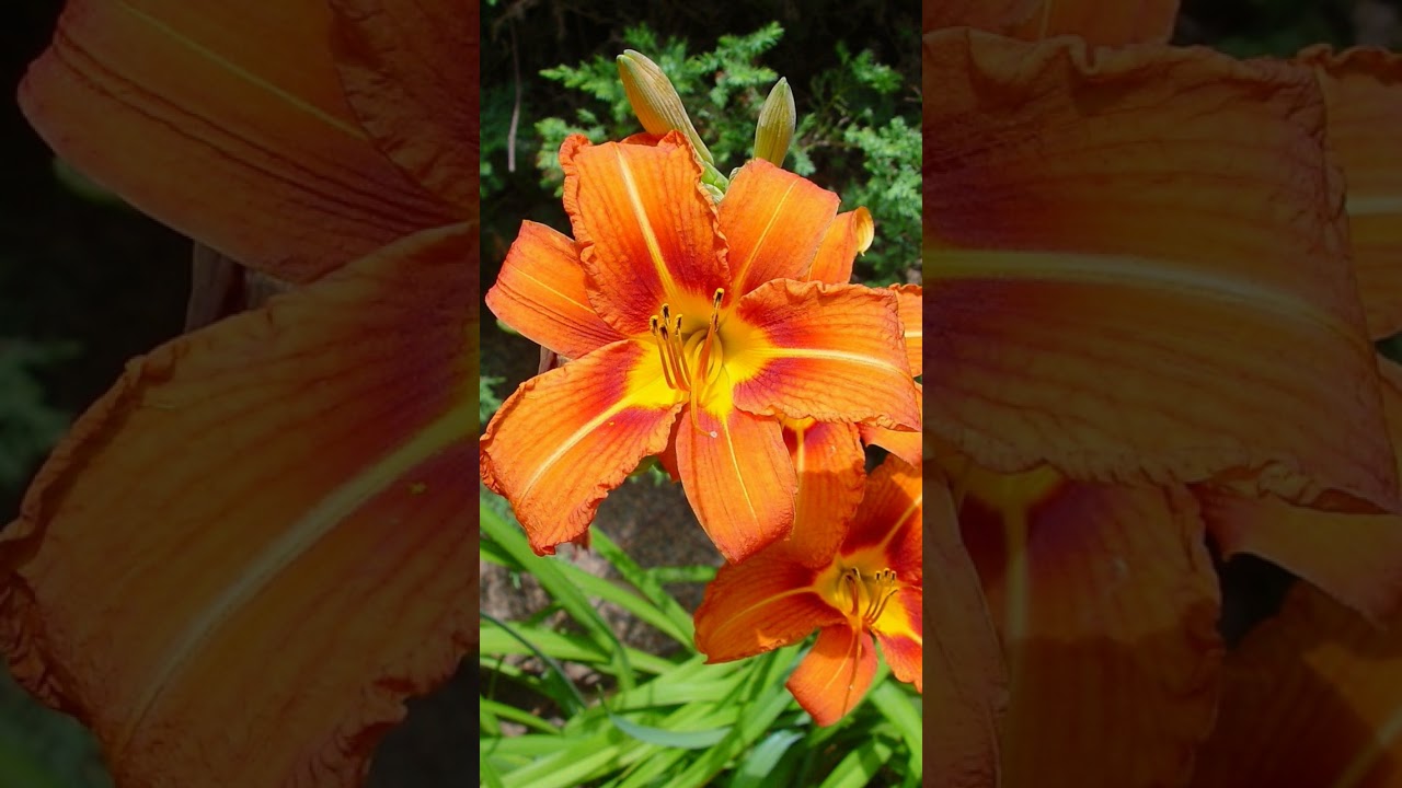 🌾⁴☆•³ Orange Day-Lily (Hemerocallis fulva) in Aloe/Haworthia Family (Asphodelaceae)