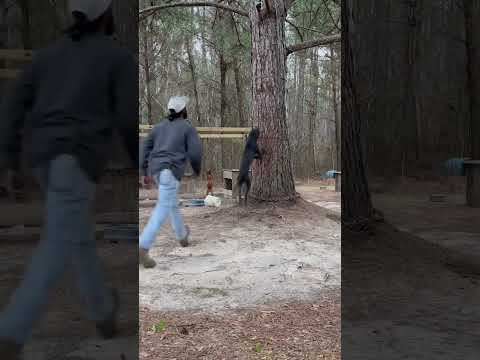 DMD THE JOKER II - wall climb #apbt #dogmanfarm #swampfireknls #topdog