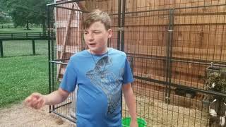 Barn tour of the animals