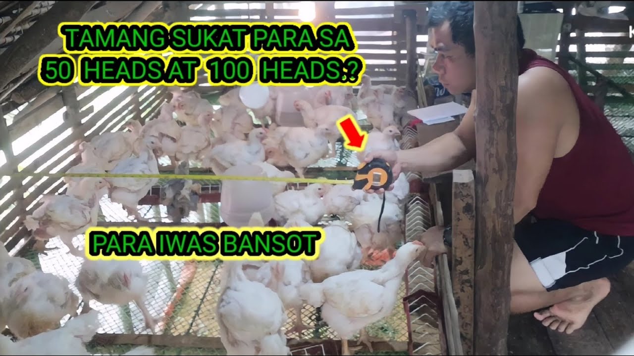 TAMANG SUKAT NANG KULUNGAN PARA SA 50 HEADS AT 100 HEADS NA 45 DAYS tamang-sukat-nang-kulungan-para-sa-50-heads-at-100-heads-na-45-days