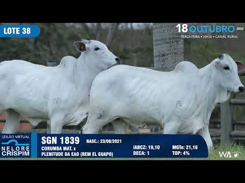 LOTE 38 SGN 1839,1840