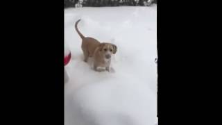 Pit-Bull Sees Snow For The First Time- Max Getting Acclimated To The Snow
