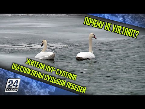 Почему не улетают? Жители Нур-Султана обеспокоены судьбой лебедей
