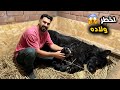 شكلاته اخيرا ولدت اخطر ولاده في حياتي 