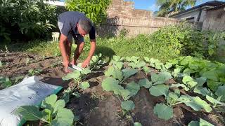 This week in the Garden: Planting Brussel Sprouts, cabbage crop maintenance, fertilizing Womboks
