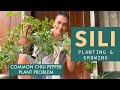 Paano mag tanim, mag alaga at mag pabunga ng SILI | CHILI PEPPERS common PROBLEMS and PLANTING TIPS