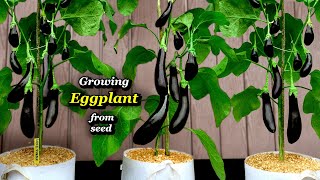 Growing Eggplant from Seed to Harvest - Step by Step (Aubergines in Containers)