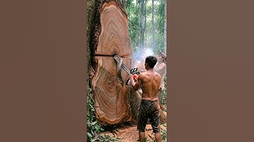 Cutting Down Tree Reveals Snake Inside #treecutting #chainsaw #woodworking #shortsvideos