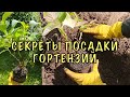 Они БУДУТ ЦВЕСТИ ВСЁ ЛЕТО! Сажаем КРУПНОЛИСТОВЫЕ ГОРТЕНЗИИ