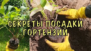 Они БУДУТ ЦВЕСТИ ВСЁ ЛЕТО! Сажаем КРУПНОЛИСТОВЫЕ ГОРТЕНЗИИ