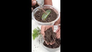 How to propagation Cypress/Jhau/Thuja  plant from cutting at home#Shorts Resimi