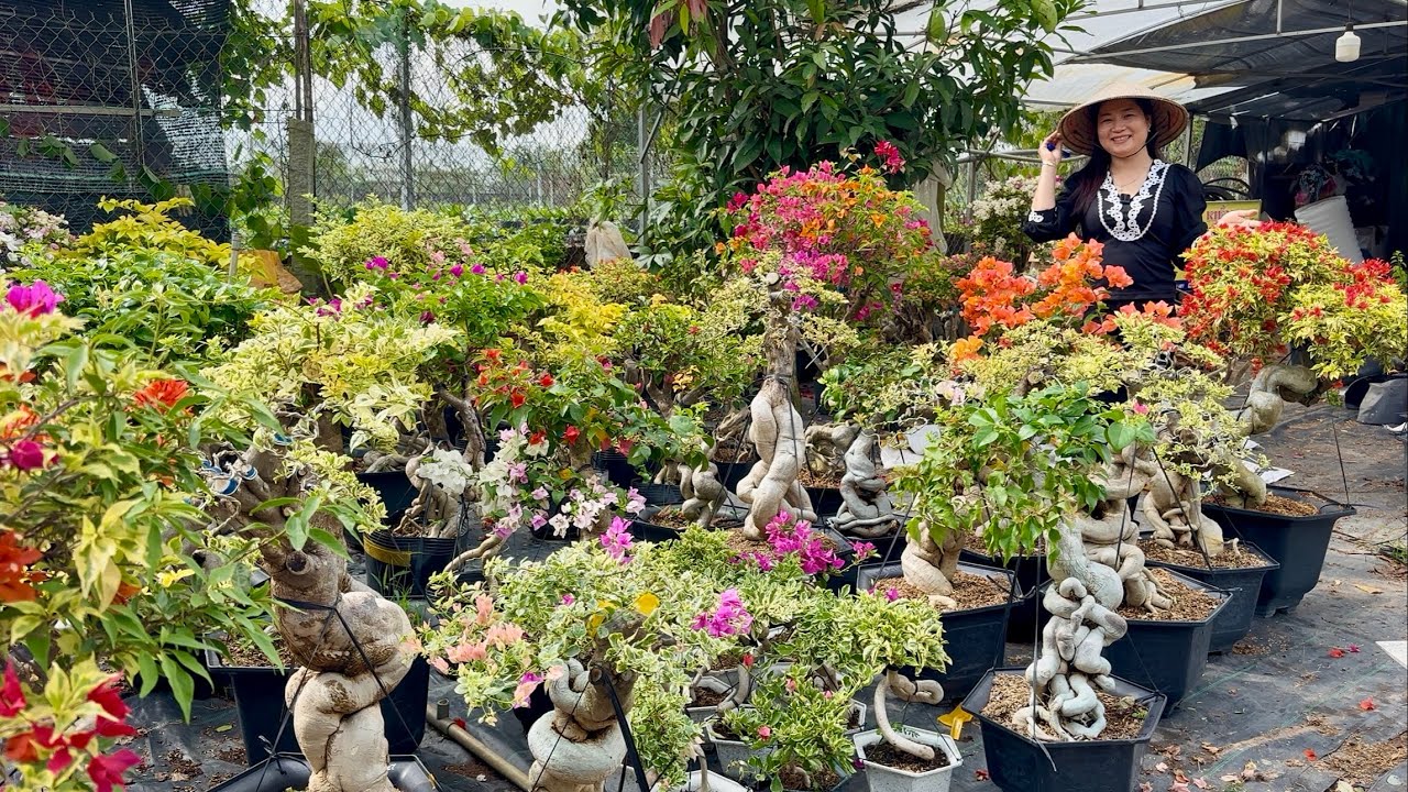 Hoa giấy siêu đẹp dáng ☎0979.563.401 Ngọc Hồ đế co lắc ghép siêu hoa nhiều màu sắc giá bình dân