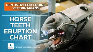 Horse Teeth Eruption Chart: Deciduous vs Permanent Dentition Explained