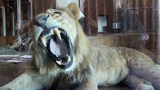 Lion shows off MASSIVE teeth!