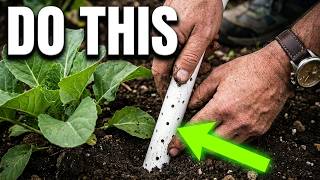 Drought About to Kill Your Garden? Here's the Water-Saving Setup That Actually Works
