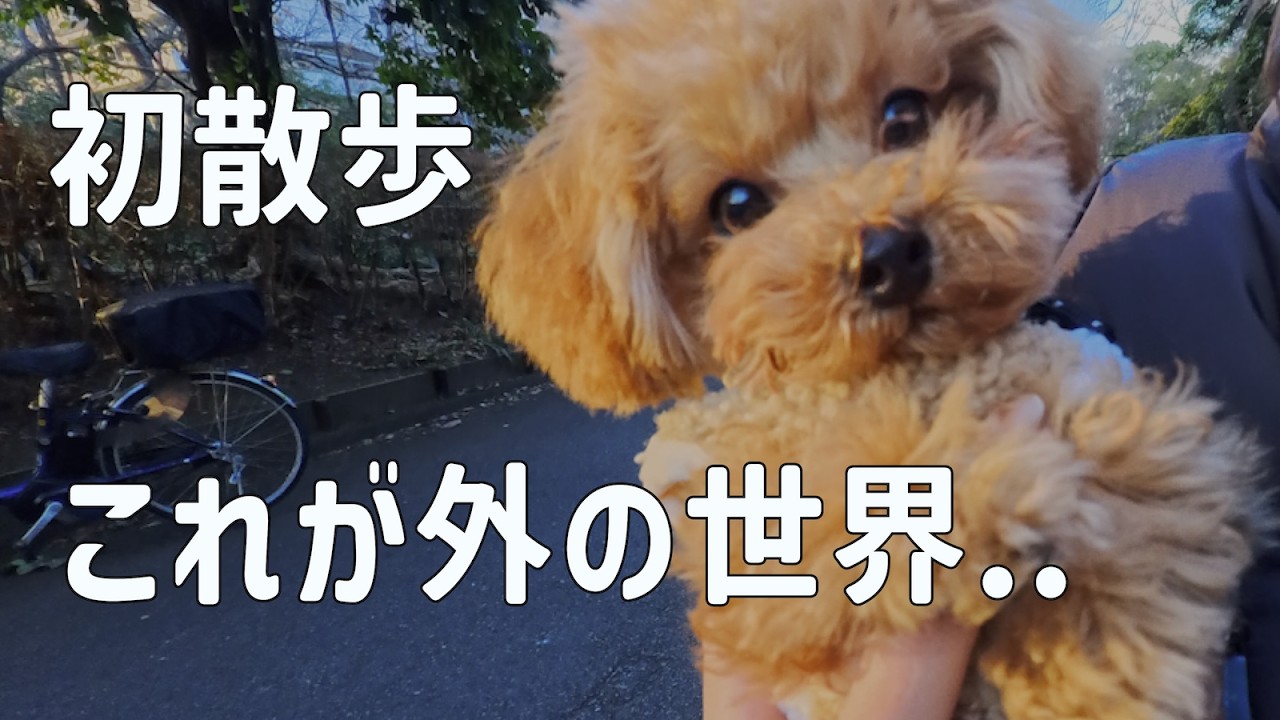 【初散歩】4ヶ月の子犬、外の世界にフリーズ